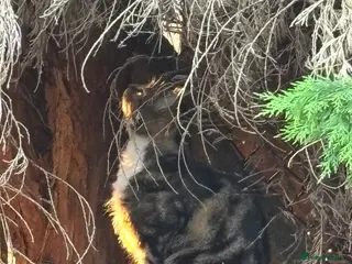 Mixed Breed cats ** NOT MICROCHIPPED need gone ASAP - Advert 3