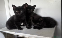 Mixed Breed cats for sale: 3 black British short haired x ragdoll kittens - Image 2