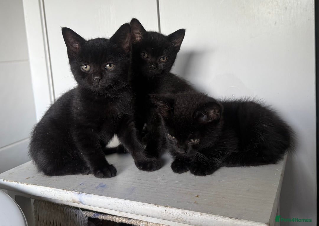 Mixed Breed cats for sale: 3 black British short haired x ragdoll kittens - Image 2