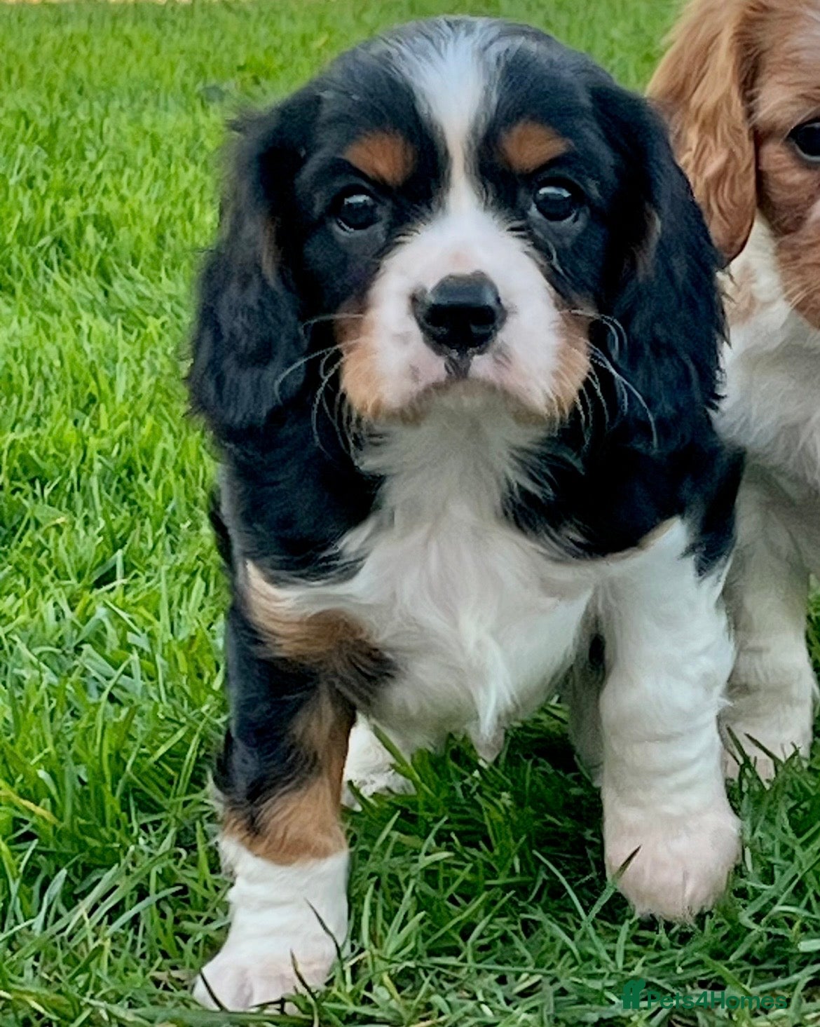 Cavalier King Charles Spaniel dogs Beautiful King Charles Cavalier puppies - Advert 9