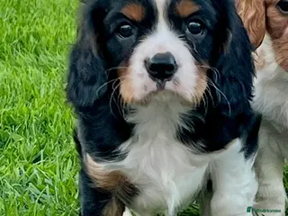 Cavalier King Charles Spaniel dogs Beautiful King Charles Cavalier puppies - Advert 9