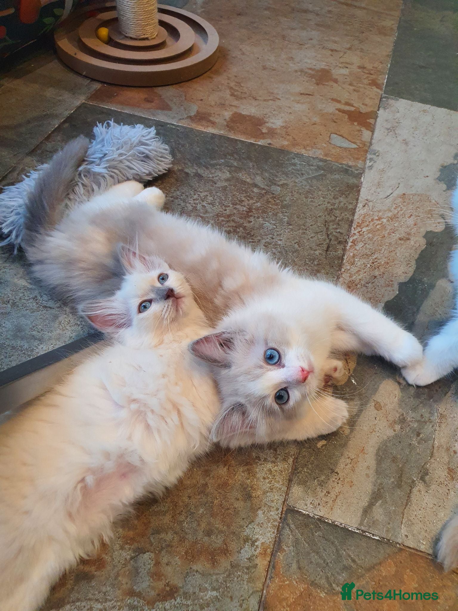 Ragdoll cats 💖9 Weeks Old💖Beautiful GCCF Ragdoll Kittens. - Advert 1