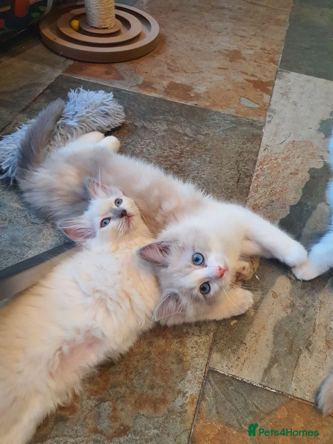 Ragdoll cats for sale: 💖9 Weeks Old💖Beautiful GCCF Ragdoll Kittens. - Advert 1