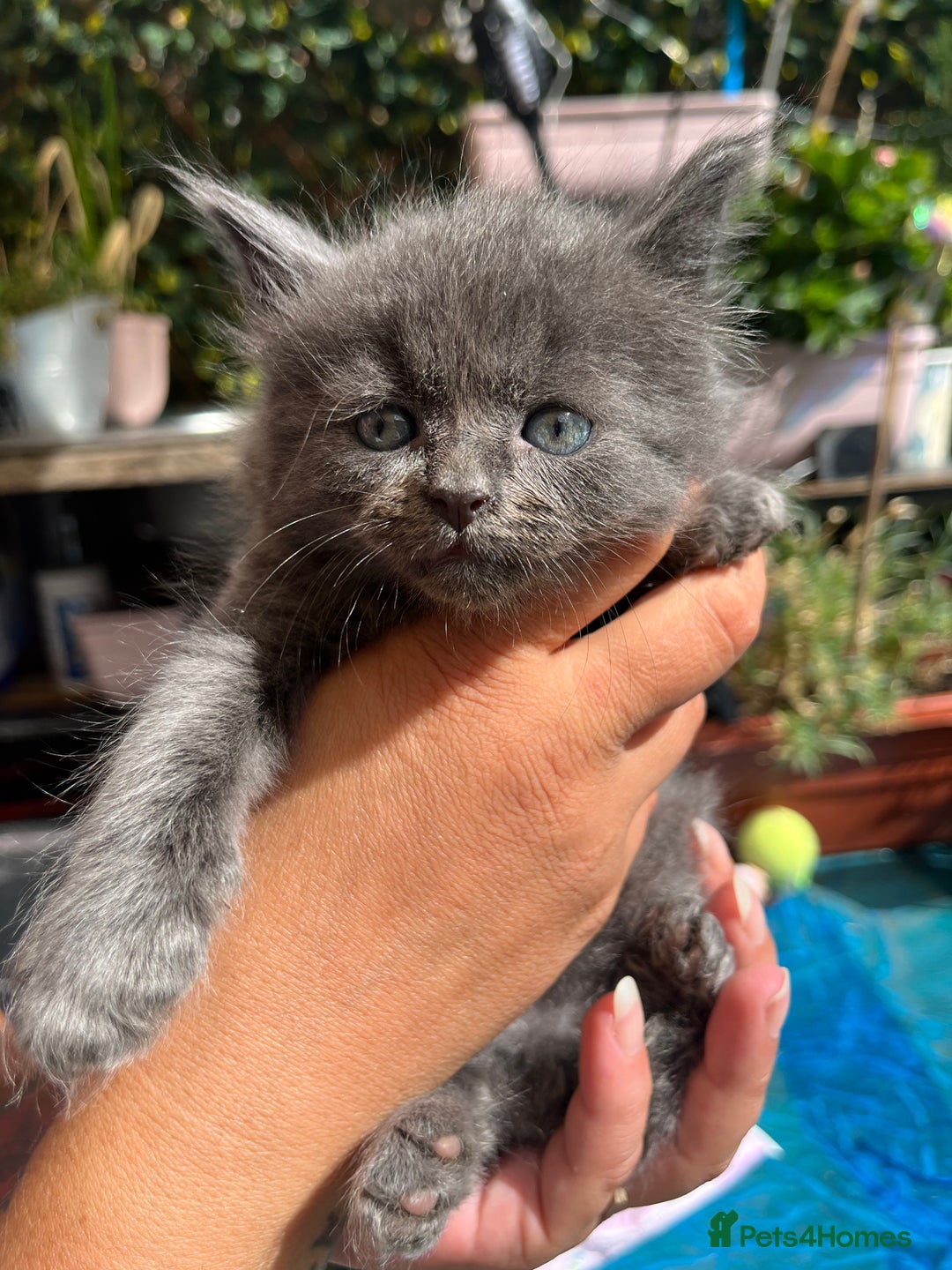 Siamese cats for sale: 5 Siamese and Turkish Angora kittens - Image 4