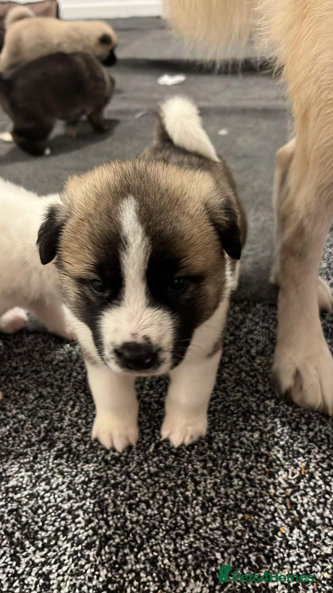 Akita dogs for sale: Akita puppies  - Advert 2