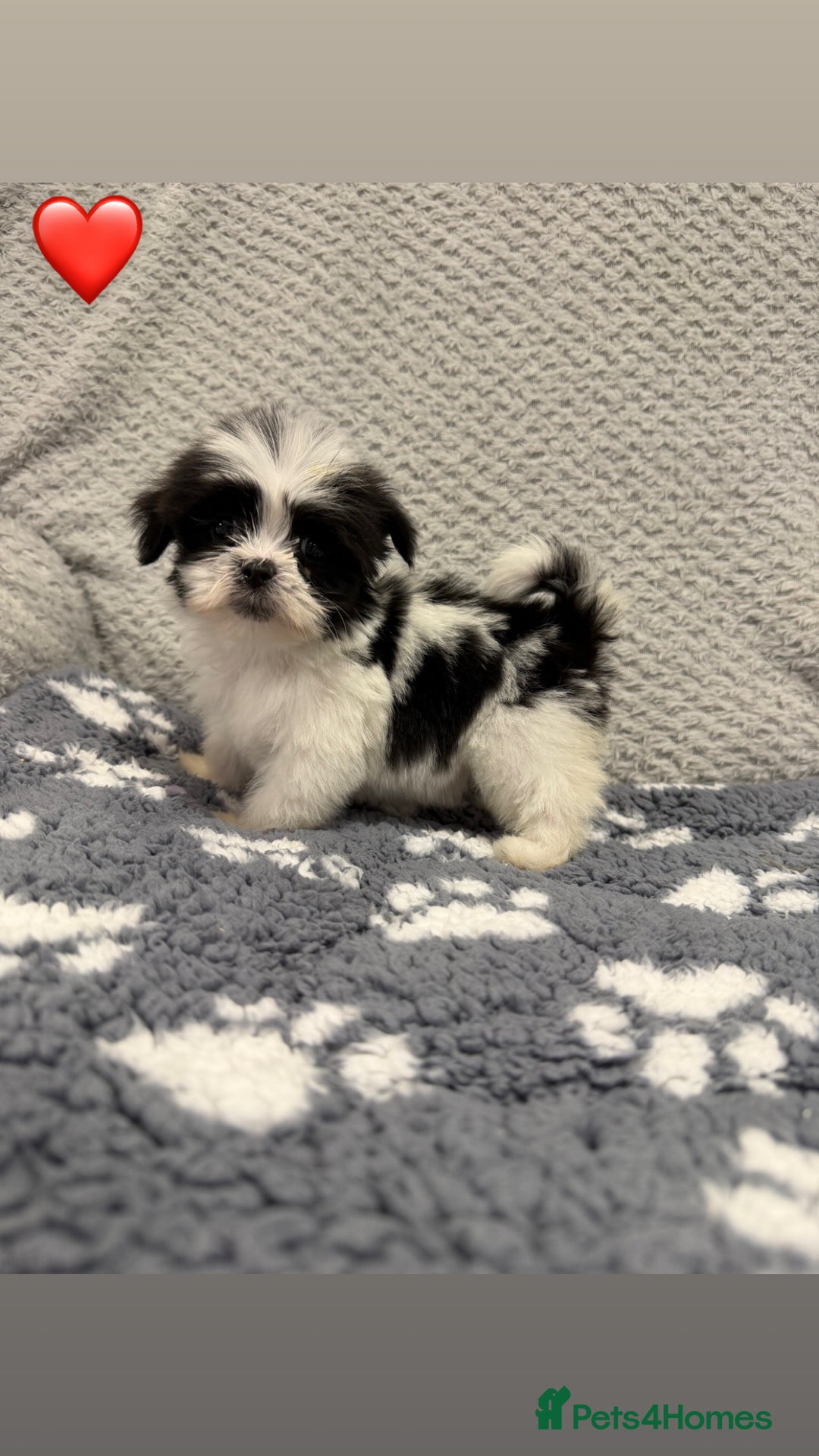 Lhasa Apso dogs for sale: Lhasa apso puppies 🐶 - Advert 4