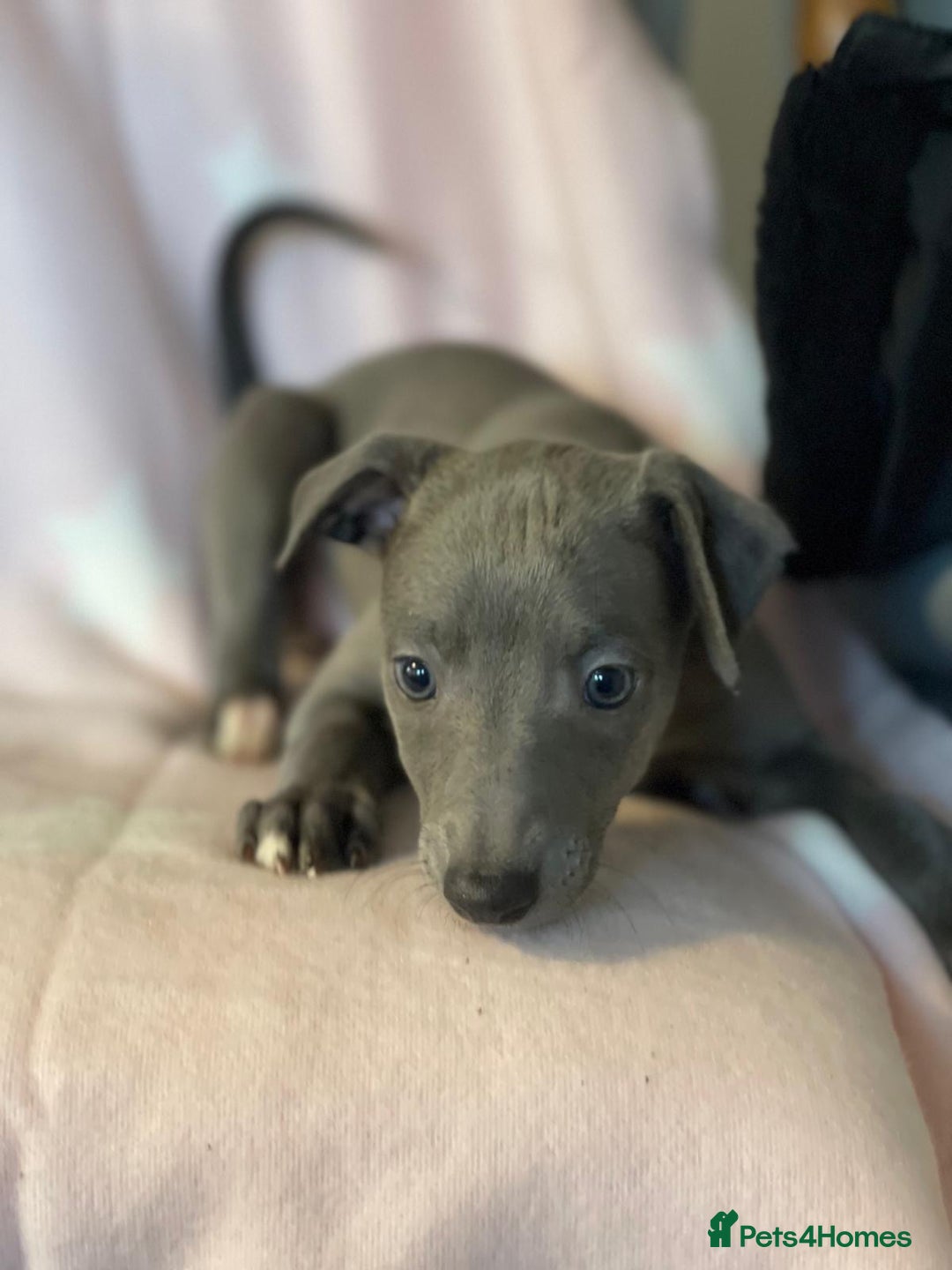 Whippet dogs for sale: Blue KC registered whippets for sale - Advert 8