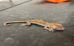 Gecko reptiles for sale: Crested Gecko babies available  - Advert 4