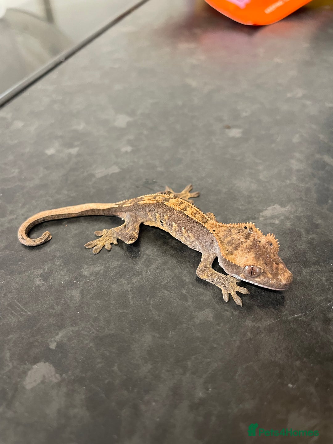 Gecko reptiles for sale: Crested Gecko babies available  - Advert 4