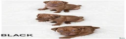 Dogue De Bordeaux dogs for sale:  PRICE REDUCED – LAST 2 FEMALES – READY NOW! - Advert 2