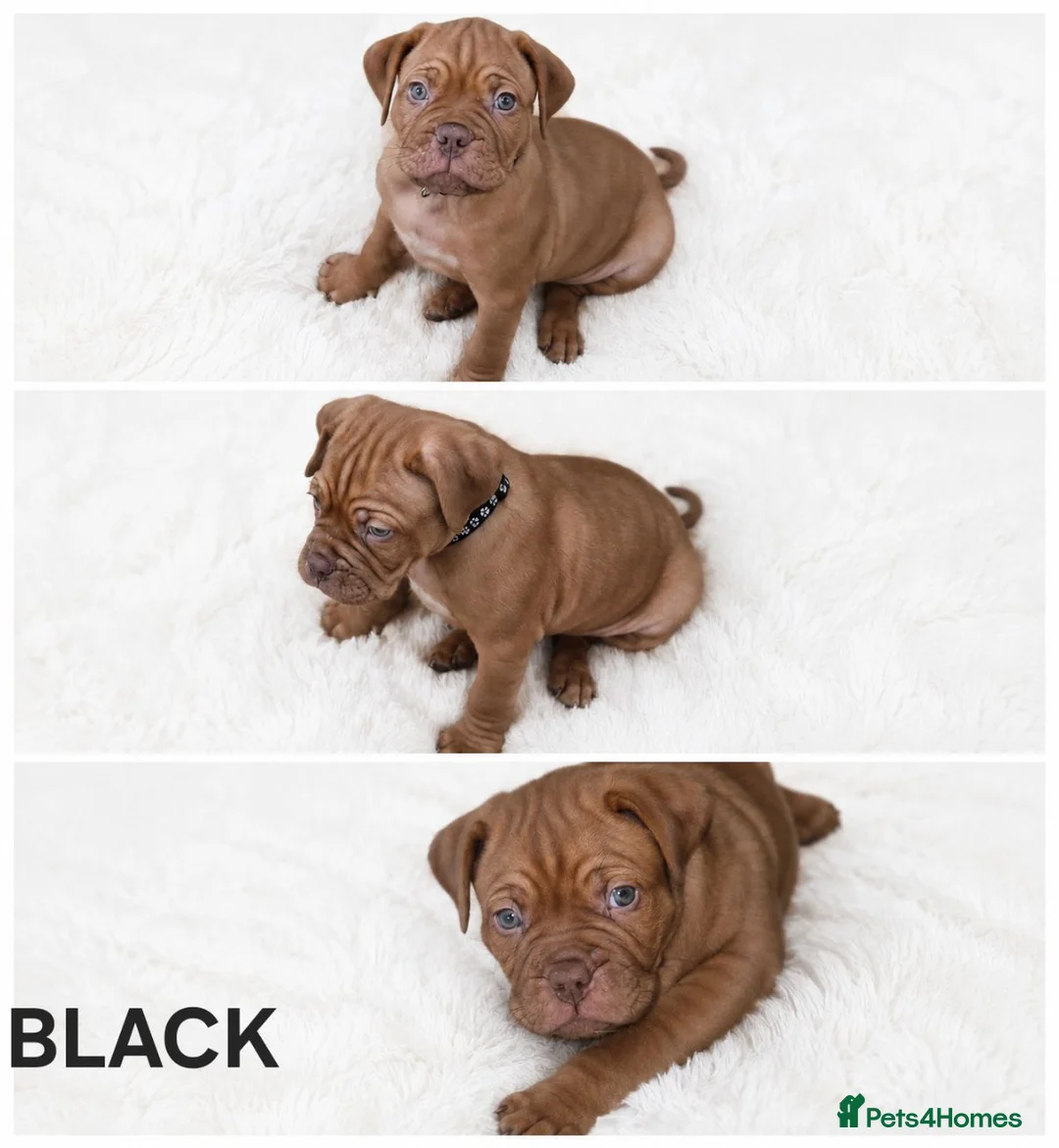 Dogue De Bordeaux dogs for sale:  PRICE REDUCED – LAST 2 FEMALES – READY NOW! - Advert 2