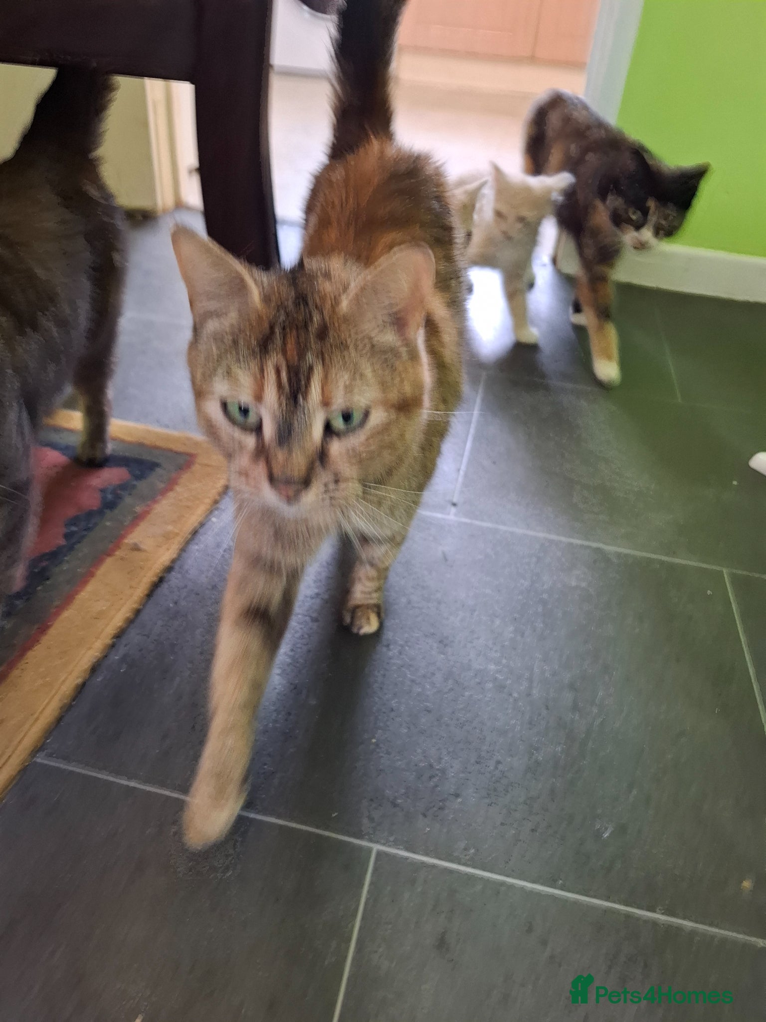 Mixed Breed cats for sale: Six 9 week old Kittens   - Advert 4