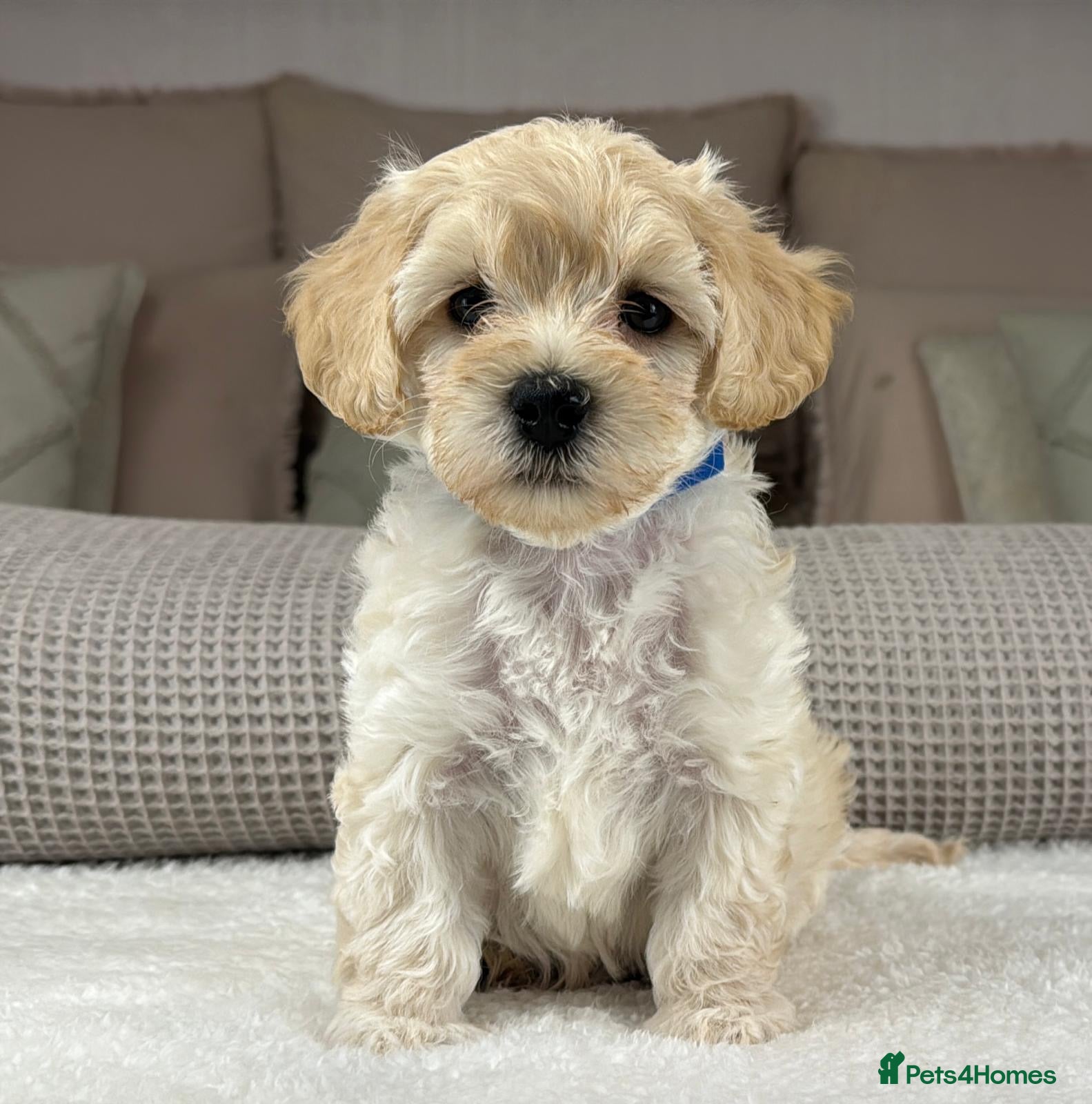 Maltipoo dogs SEE ALL OUR PUPPIES ON INSTA. OAKWELL RETRIEVERS  - Advert 2