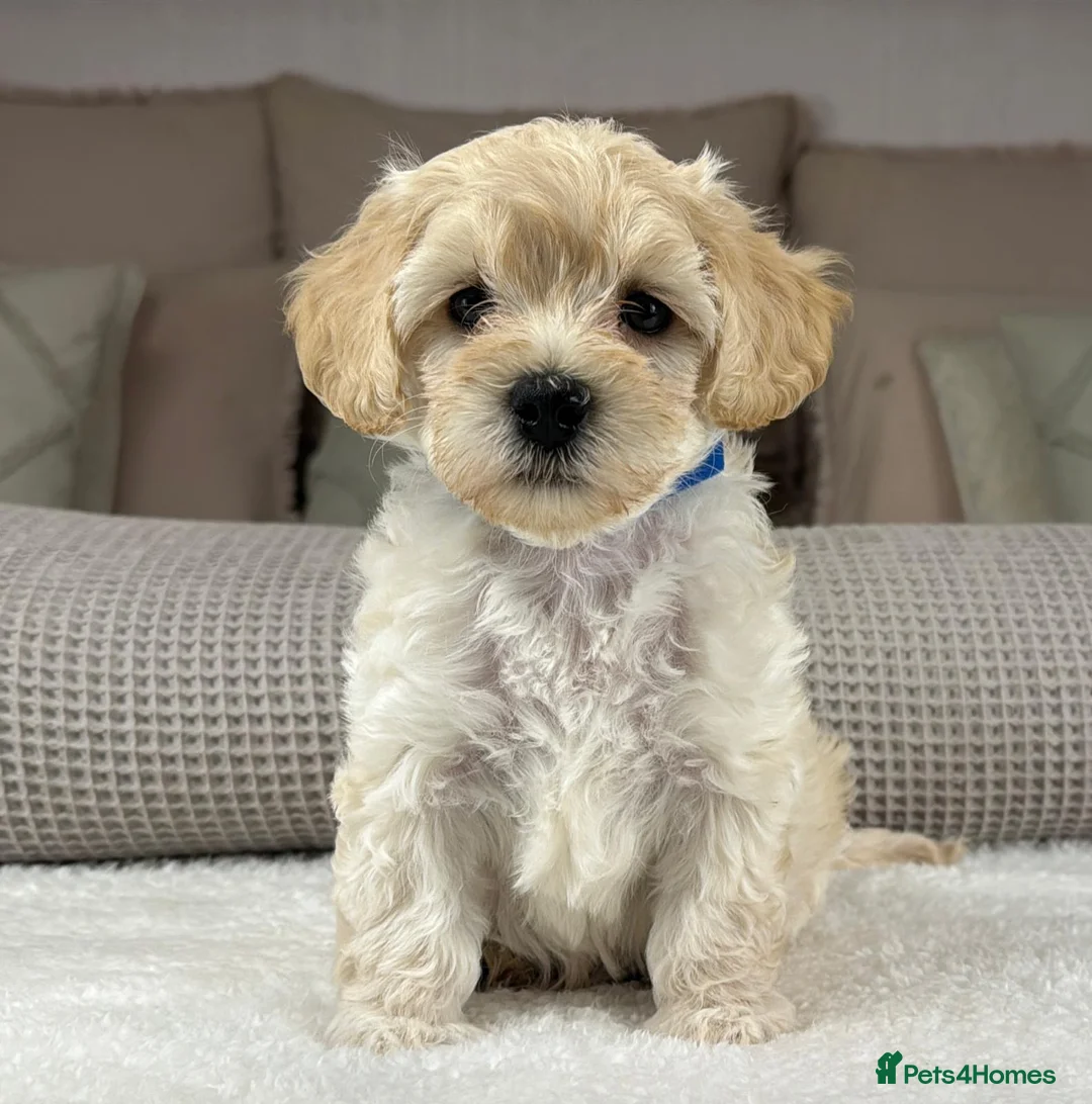 Maltipoo dogs for sale: SEE ALL OUR PUPPIES ON INSTA. OAKWELL RETRIEVERS  - Advert 2