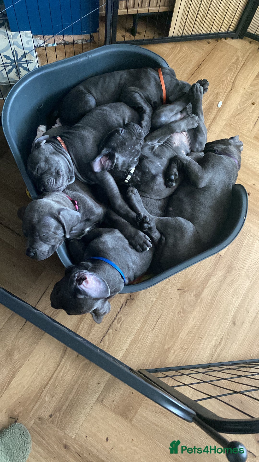 Cane Corso dogs for sale: cane corso puppies  - Image 12