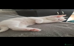 Domestic Shorthair cats for sale: 2 white kittens ready to move into their new homes - Image 10