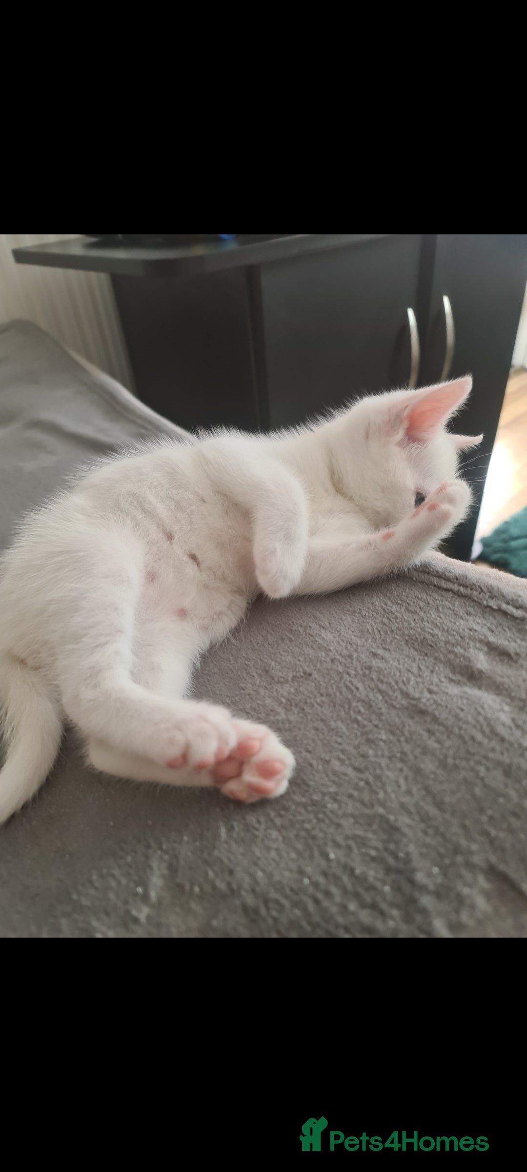 Domestic Shorthair cats for sale: 2 white kittens ready to move into their new homes - Image 10