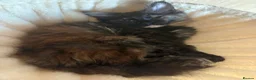 Maine Coon cats for sale: Fluffy Maine Coon Kittens - Advert 17