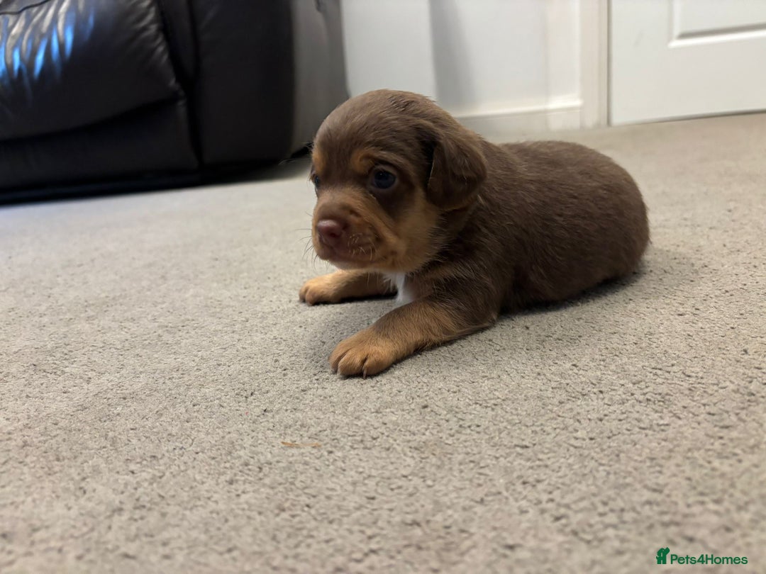 Mixed Breed dogs for sale: Cockapoochi Puppies - Image 3