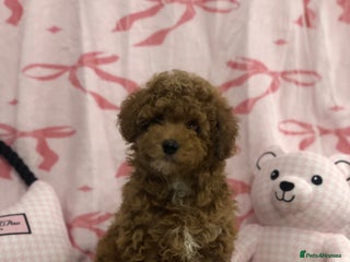 Toy Poodle dogs Kc Toy poodle puppies ready to leave PRA CLEAR - Advert 1