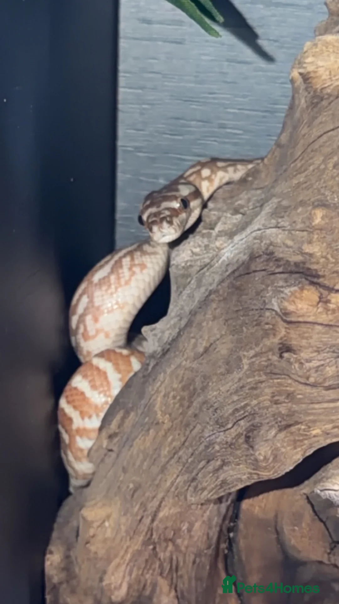 Python Snake reptiles for sale: Bredli python  in Saint Helens - Advert 2