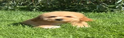 Cavapoochon dogs for sale: 🐾 Stunning Cavapoochon Boy 🐾 - Advert 4