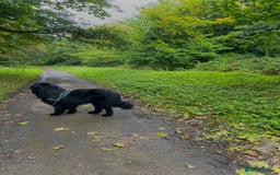 Newfoundland dogs for stud: Newfoundland stud  - Image 5