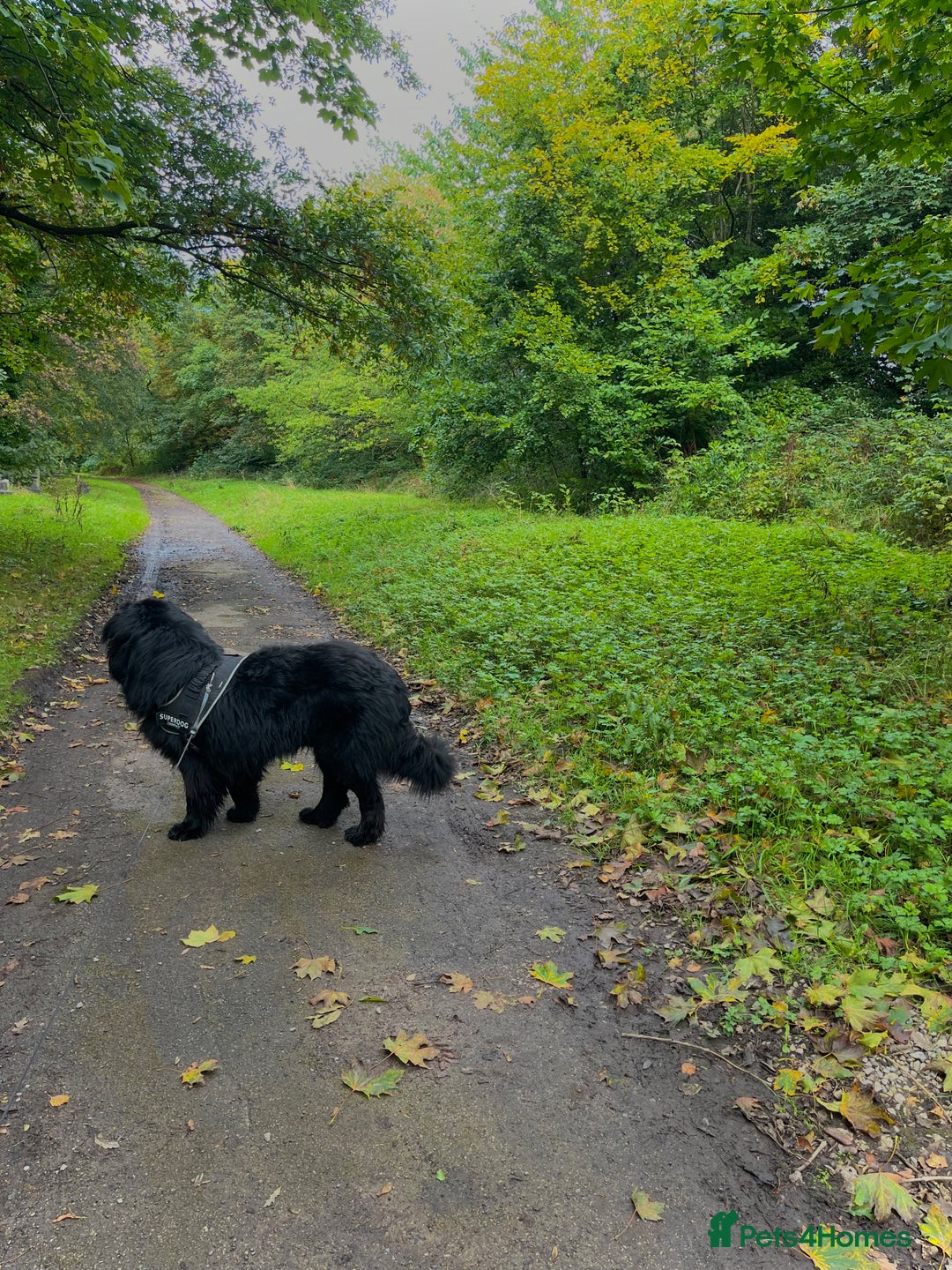 Newfoundland dogs for stud: Newfoundland stud  - Image 5