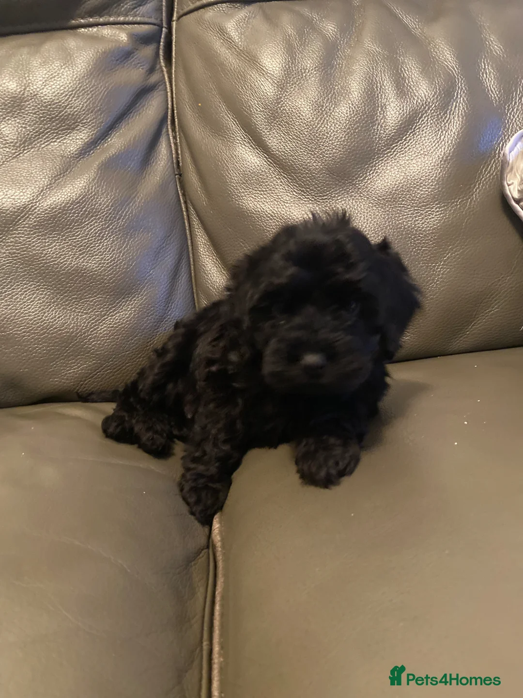 Cockapoo dogs for sale: Lovely fb2 cocapoos - Advert 2