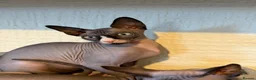 Sphynx cats for sale: Handsome Grey Sphynx Boy - Advert 5