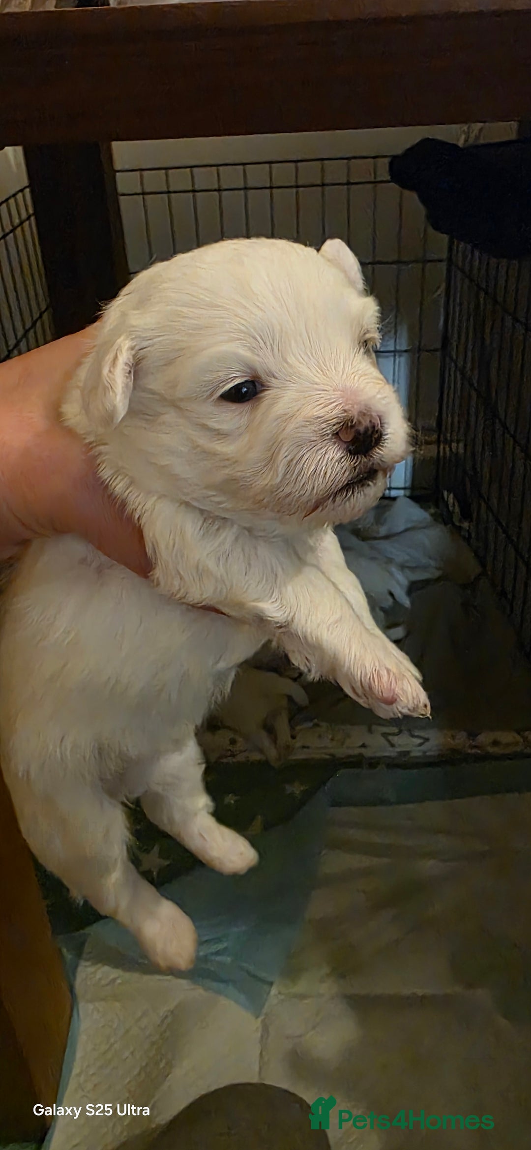 Maltese dogs for sale: Puppy maltese - Image 5