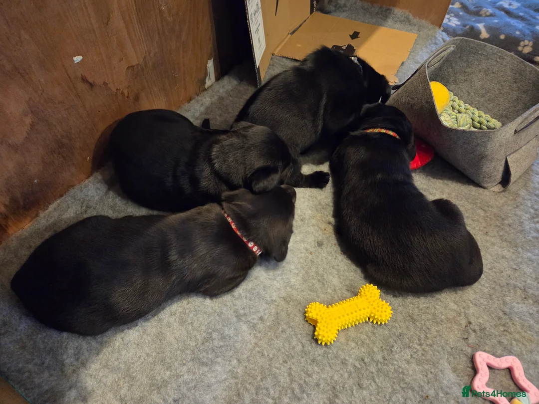 Labrador Retriever dogs for sale: 8 beautiful chunky black KC registered puppies - Advert 5