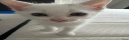 Domestic Shorthair cats for sale: Beautiful White Female Kitten – Loving Home Wanted - Advert 3