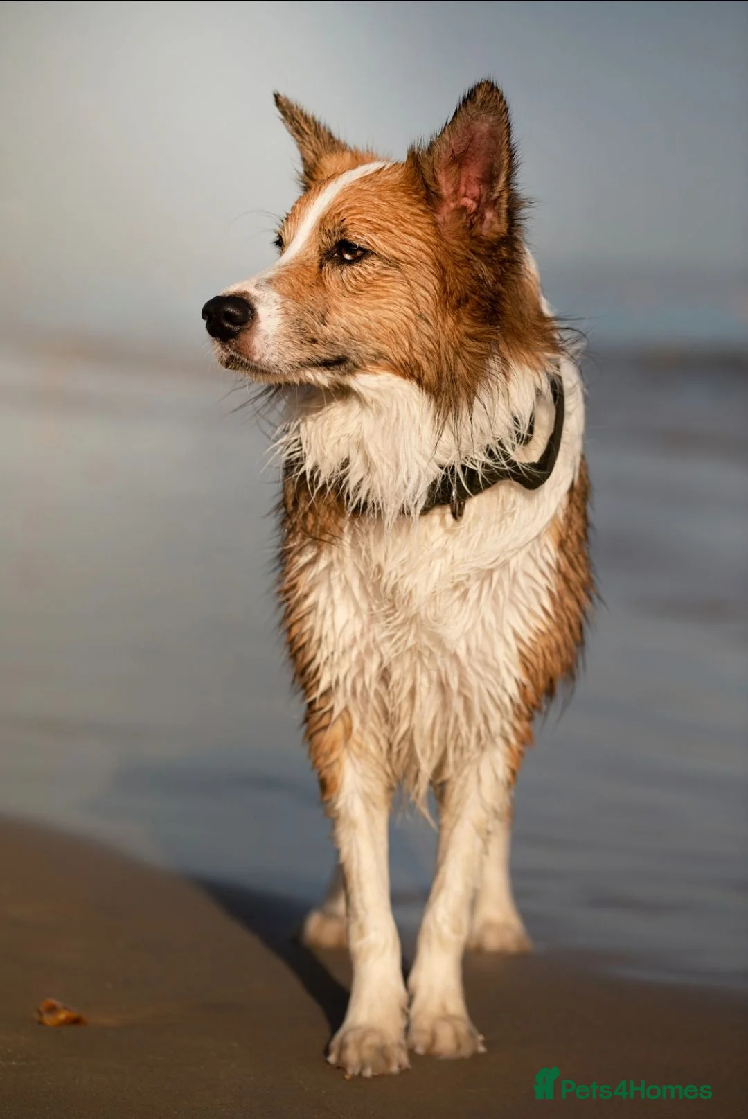 Border Collie dogs for stud: Bordercollie in London - Advert 4