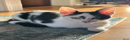 Domestic Shorthair cats for adoption: Jelly & Custard, 4 month old sisters  in Reading - Advert 3