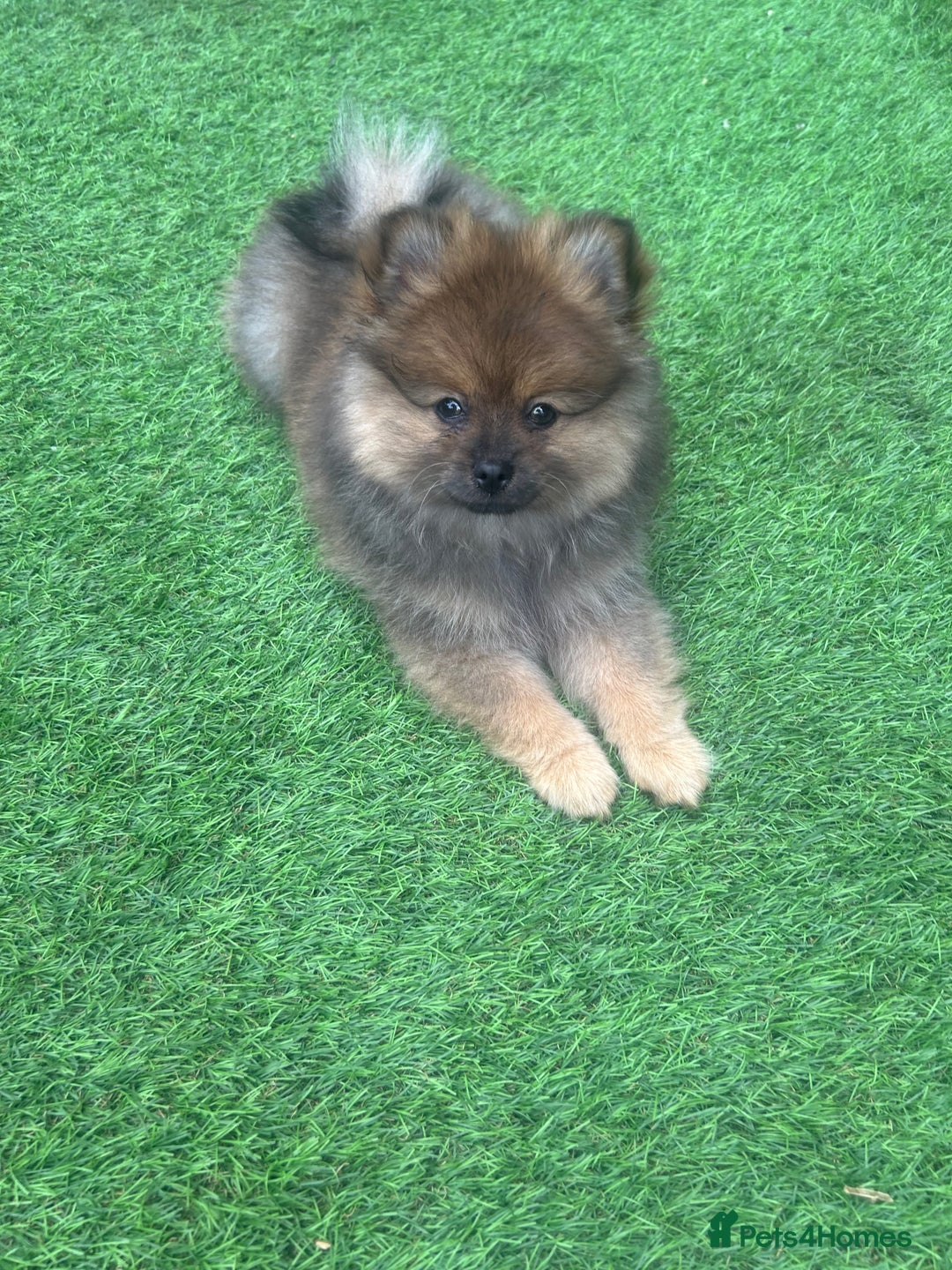 Pomeranian dogs for sale: Teddy bear Pomeranian puppy - Image 3