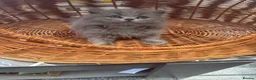 British Shorthair cats for sale: Gorgeous teddy British sh/l hair kittens,GCCF stud - Advert 9