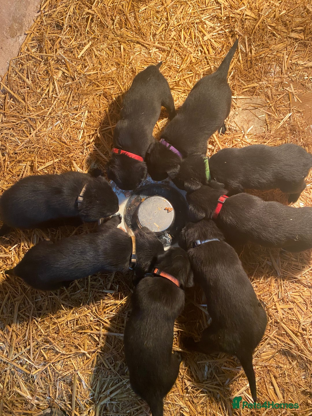 Borador dogs for sale: Borador puppies  - Advert 11