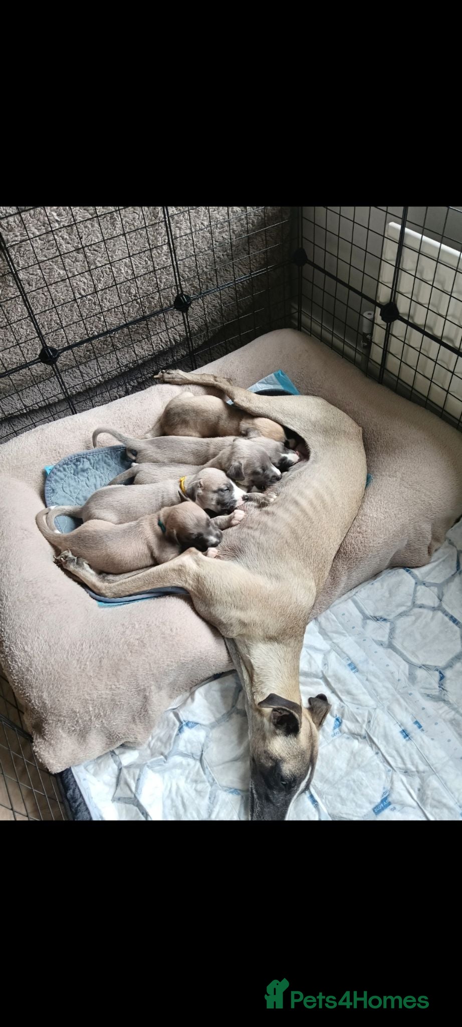 Whippet dogs Stunning KC Whippet Puppies  - Advert 7