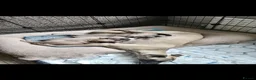 Whippet dogs for sale: Stunning KC Whippet Puppies  in Richmond - Advert 1