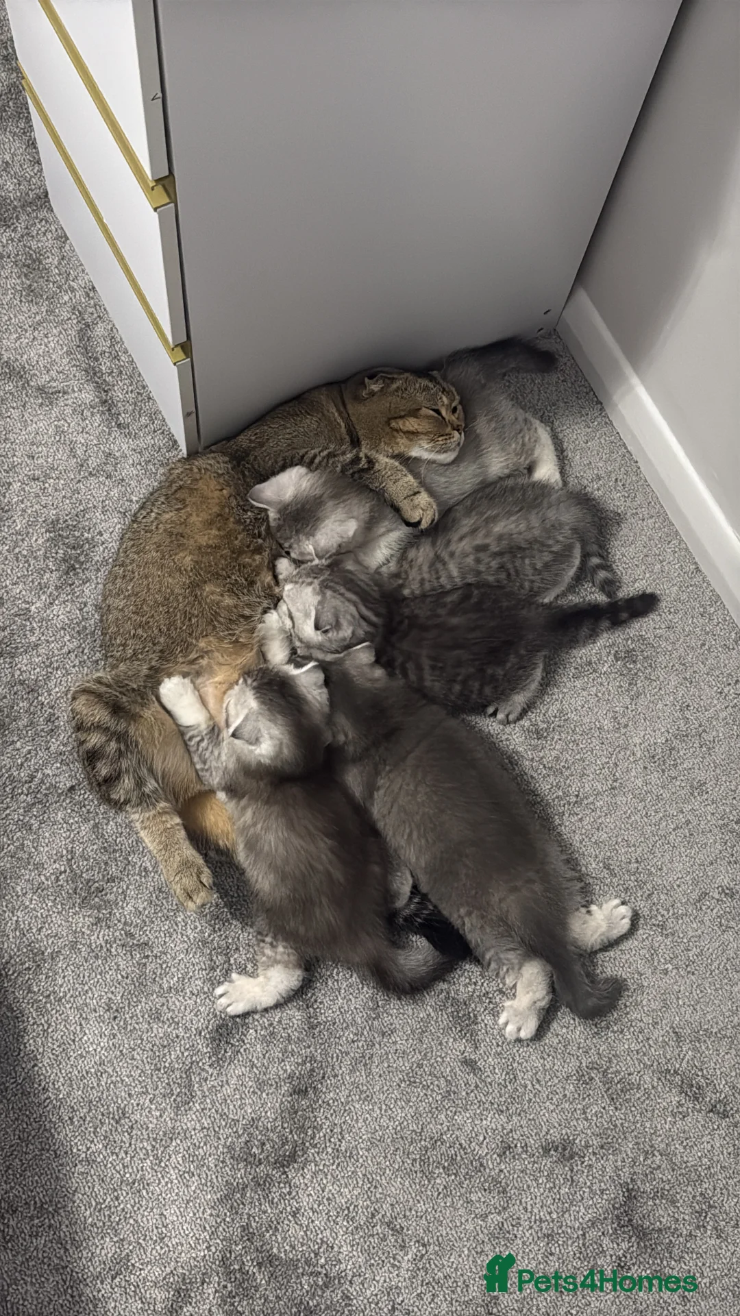 Scottish Fold cats for sale: Adorable Scottish Fold Kittens  🐾 - Advert 6