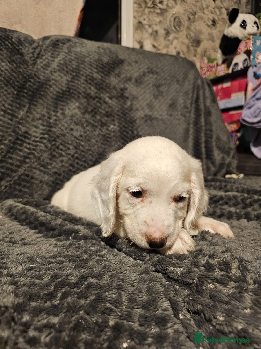 Cocker Spaniel dogs for sale: Cocker spaniels puppy's  - Advert 18
