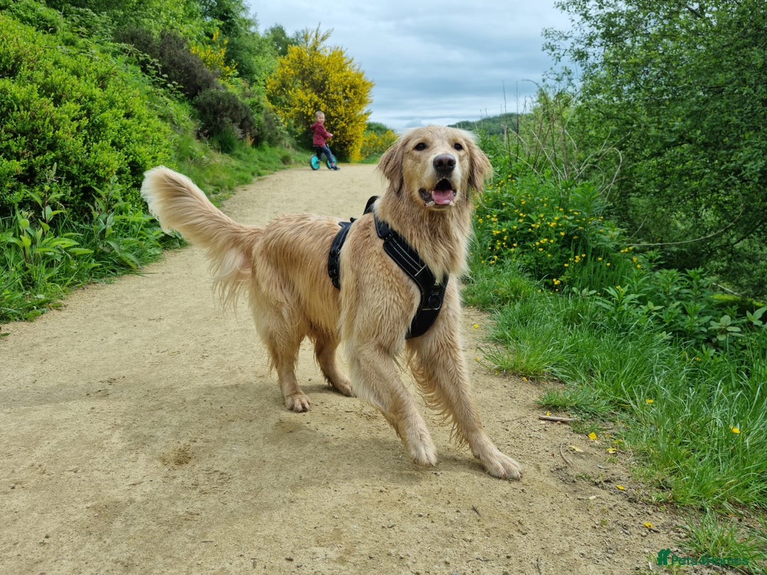 Golden Retriever dogs for sale: Golden Retriever Puppies for Sale - Advert 2