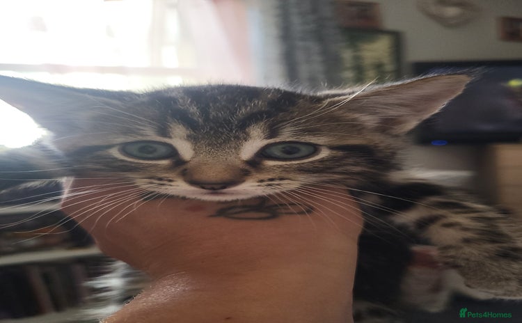 Domestic Shorthair cats - Advert 2