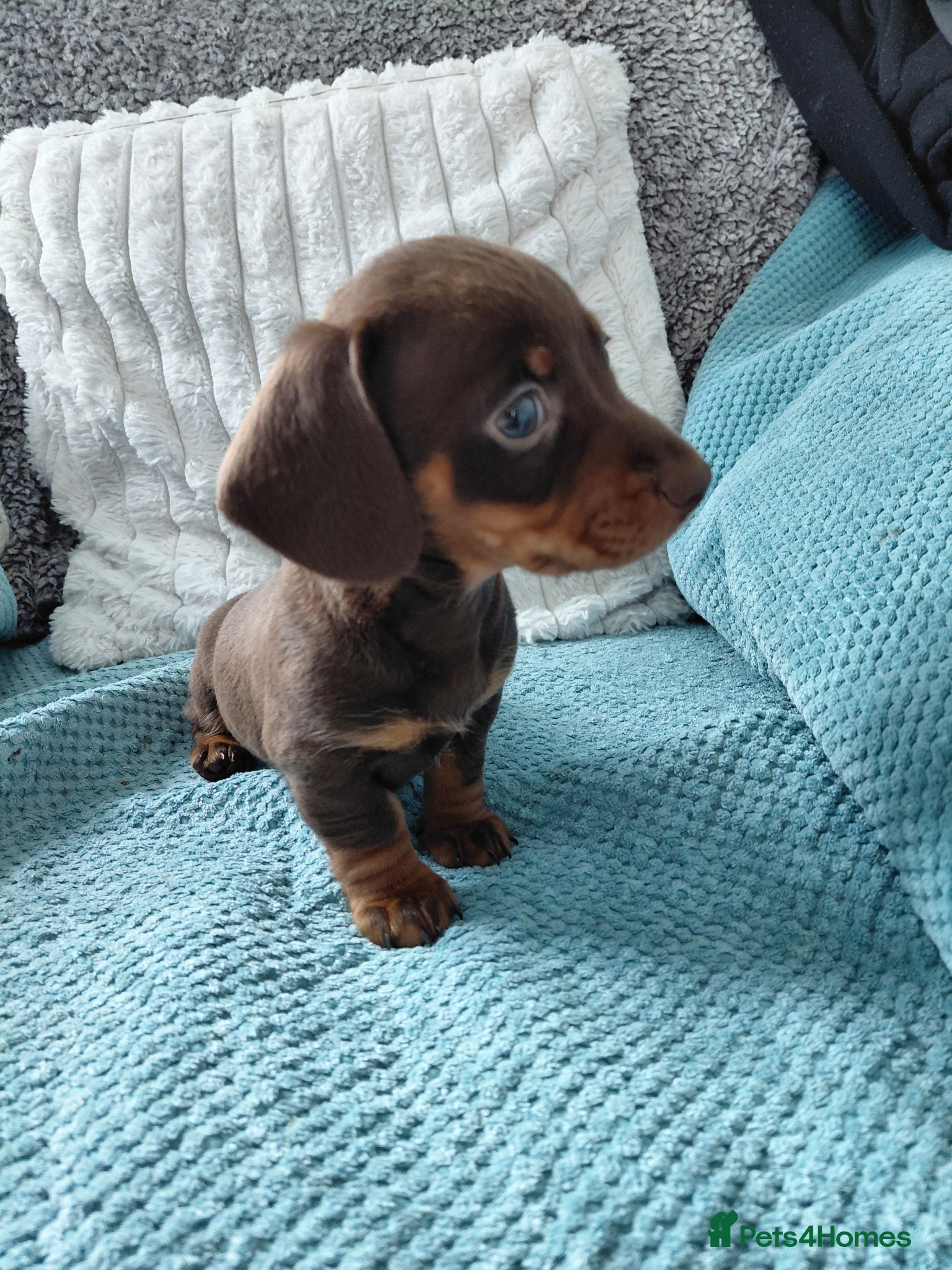 Miniature Dachshund dogs Miniature dachshund puppies  - Advert 6