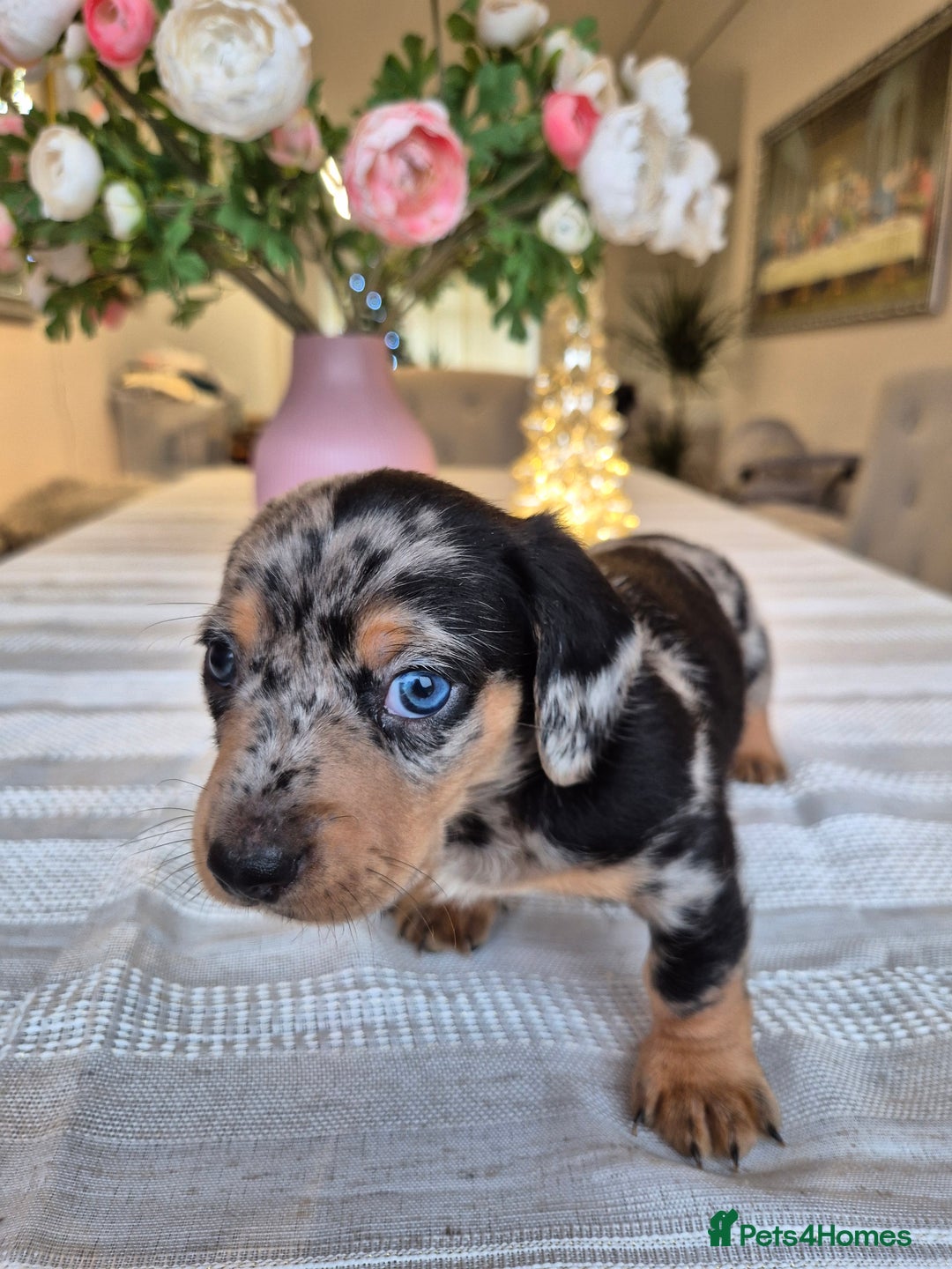Dachshund dogs for sale: 💙Miniature Dachshund puppies! First litter!🩷  - Advert 11