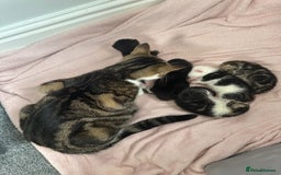 British Shorthair cats for sale: mixed tabby, black and white kittens  - Image 25