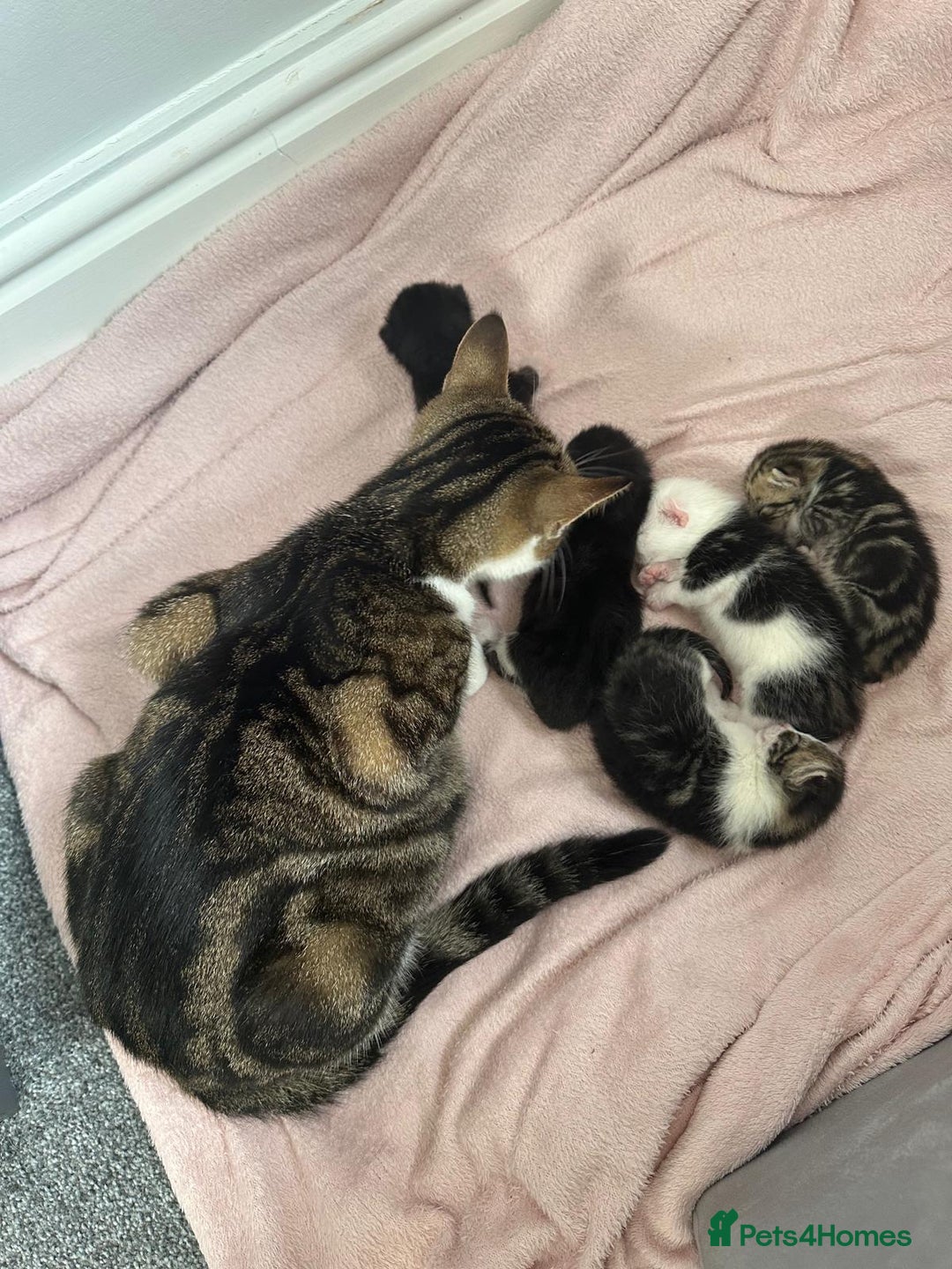 British Shorthair cats for sale: mixed tabby, black and white kittens  - Image 25