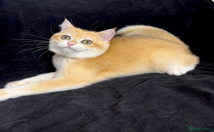 British Shorthair cats - Advert 1
