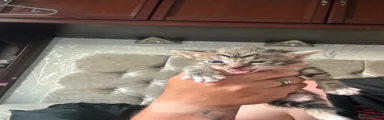 Tabby girl